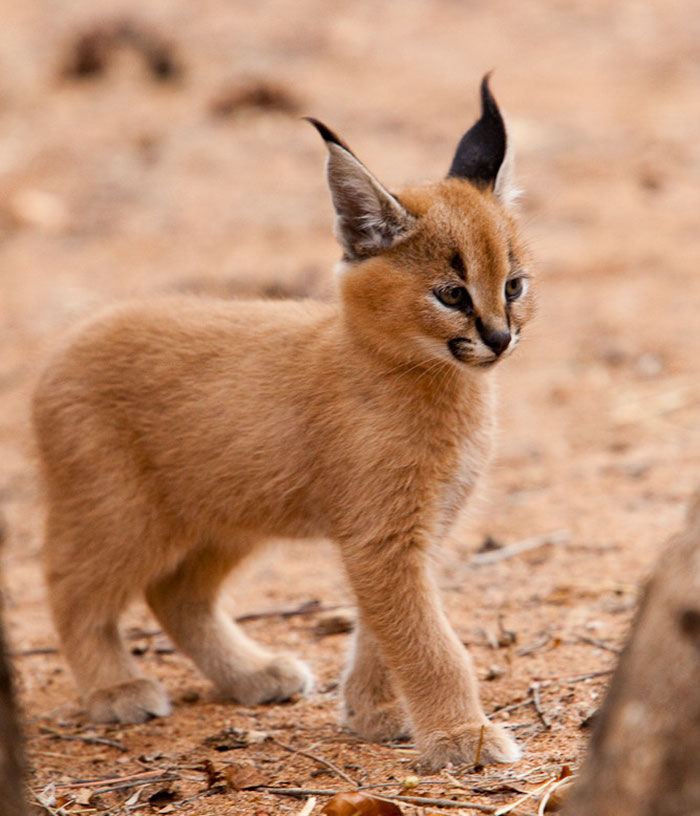 cuccioli-di-caracal