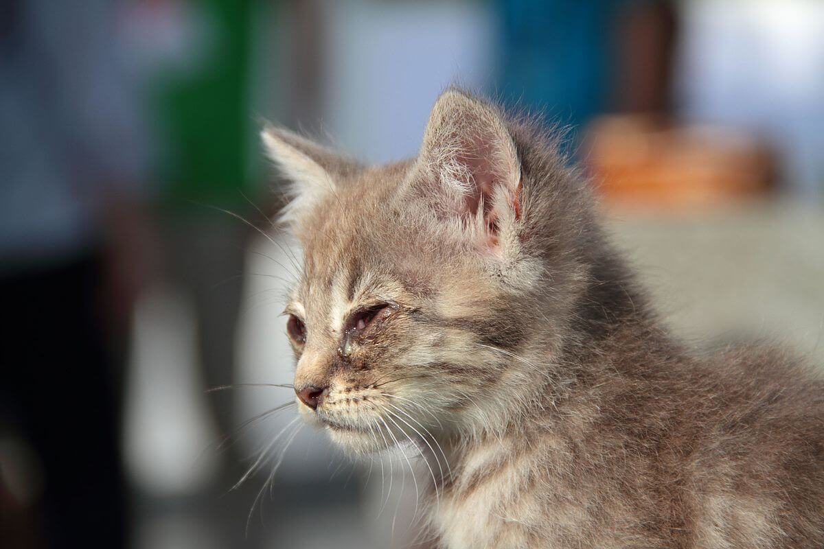 gattino con congiuntivite