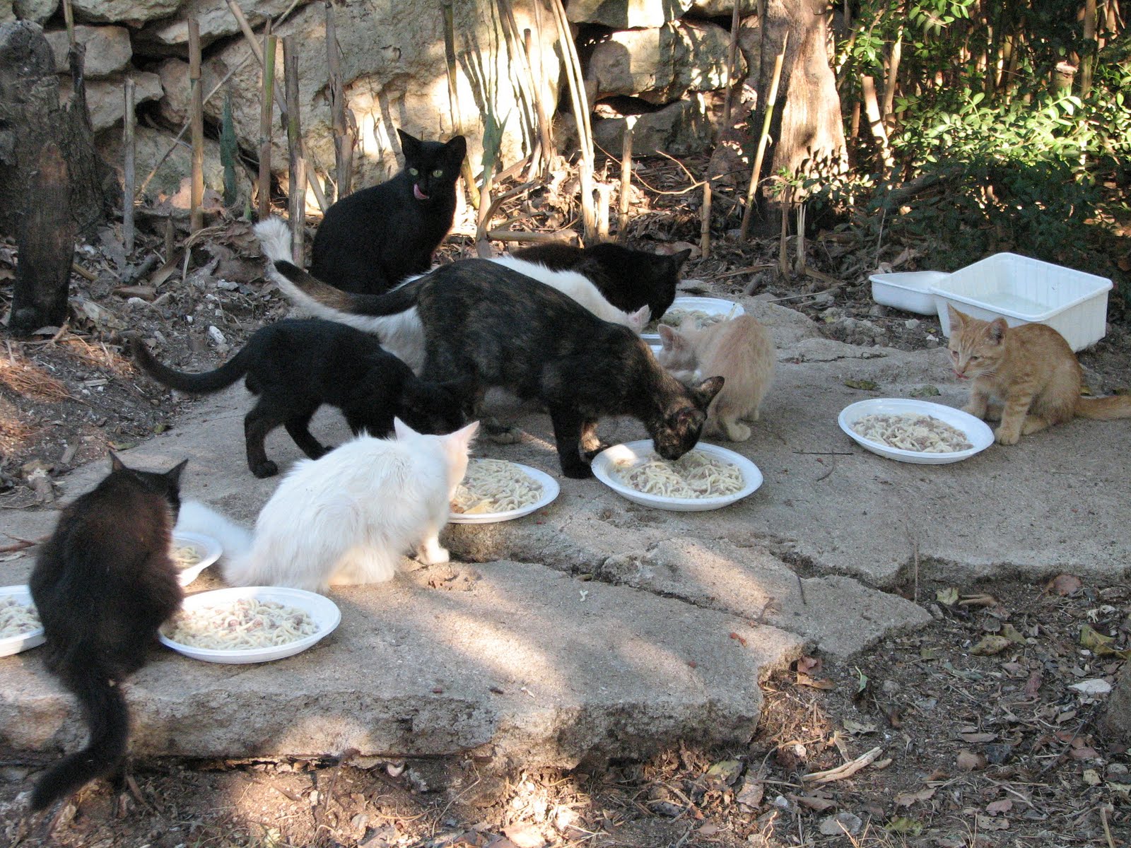 colonia di gatti mangiano