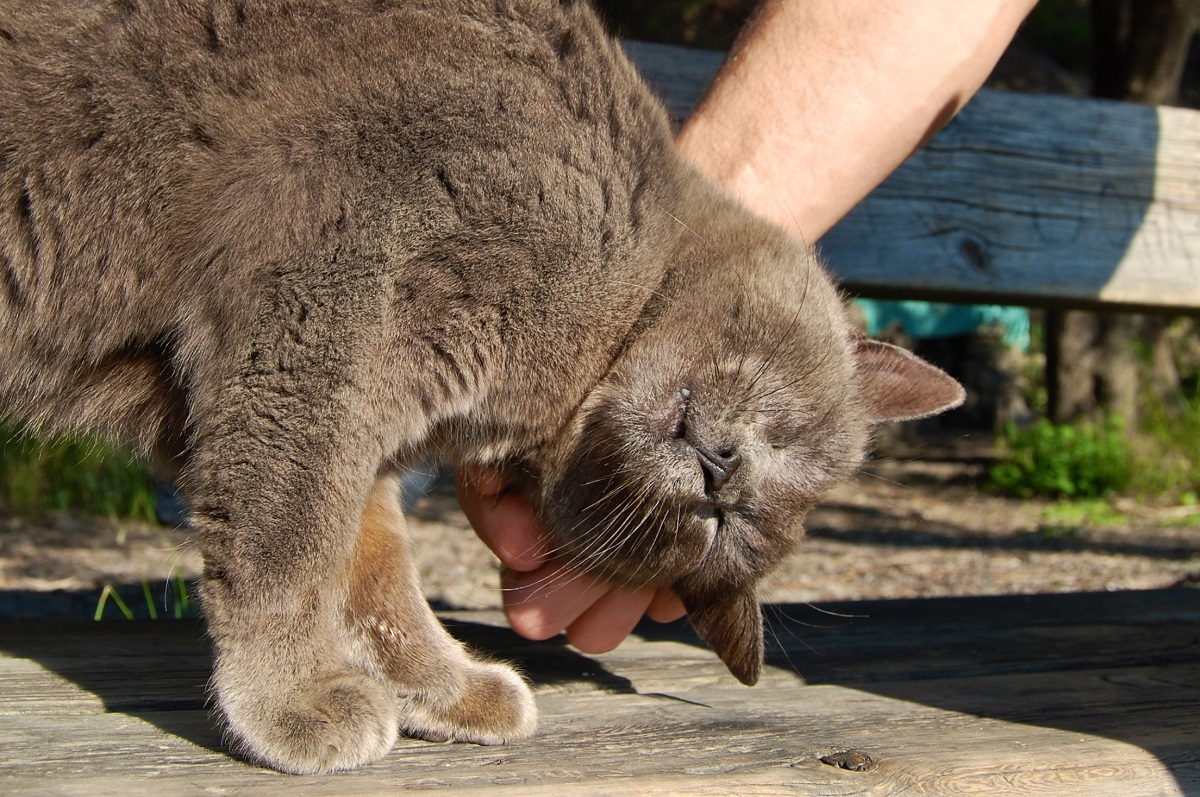 gatto accarezzato per strada