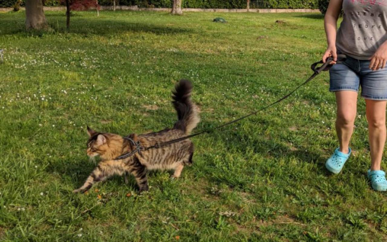 portare il gatto al guinzaglio