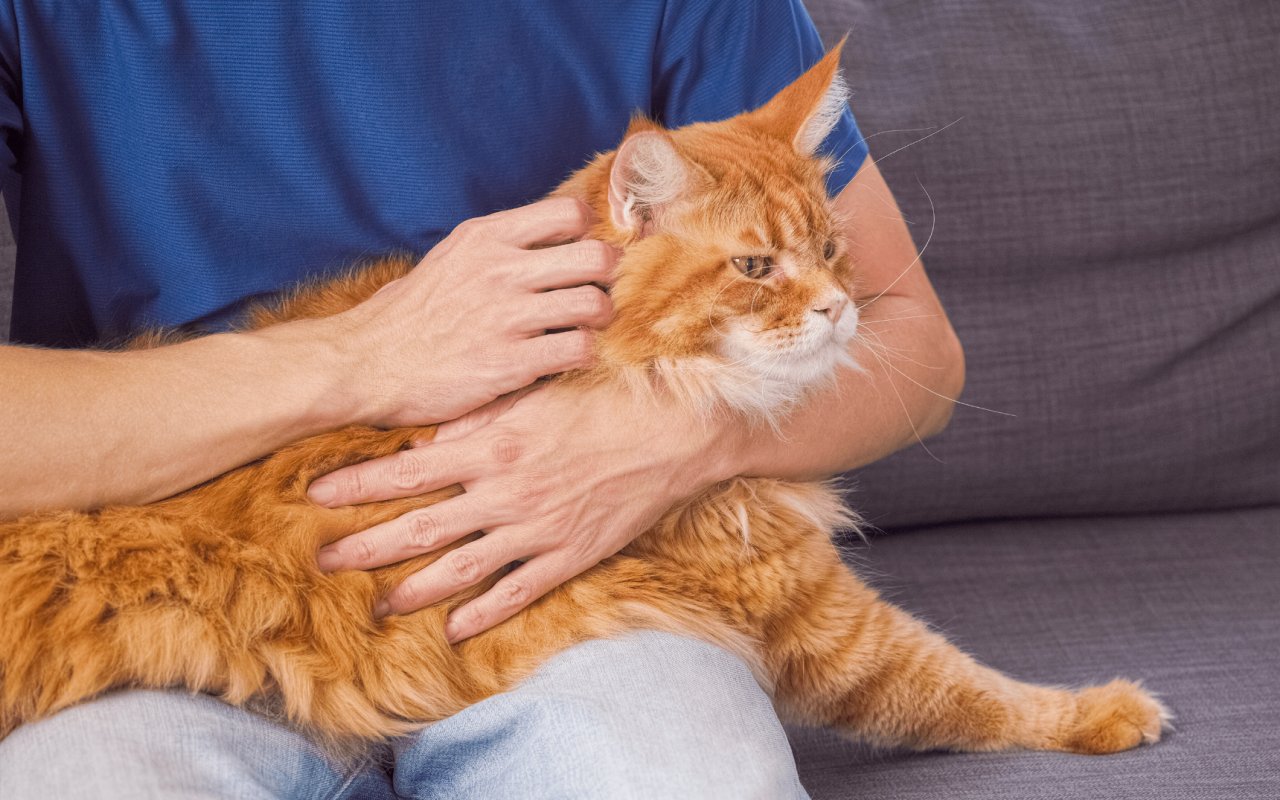 gatto sulle gambe di un uomo