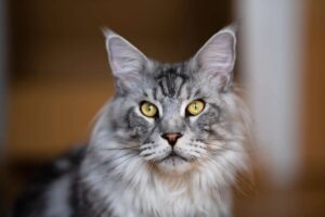 Come educare un Maine Coon: consigli, piccoli trucchi e suggerimenti