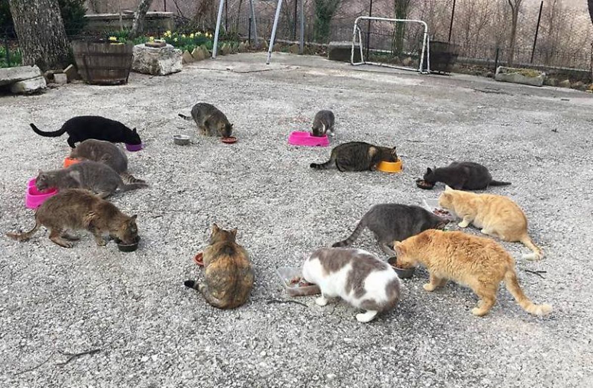 gatti-che-mangiano-tutti-insieme