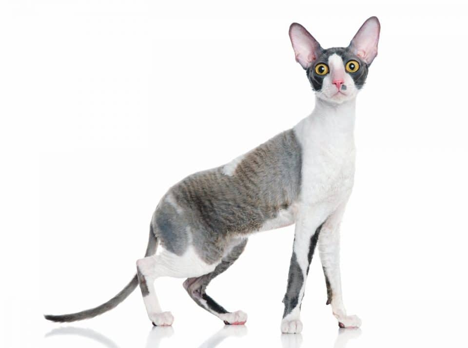 cornish rex