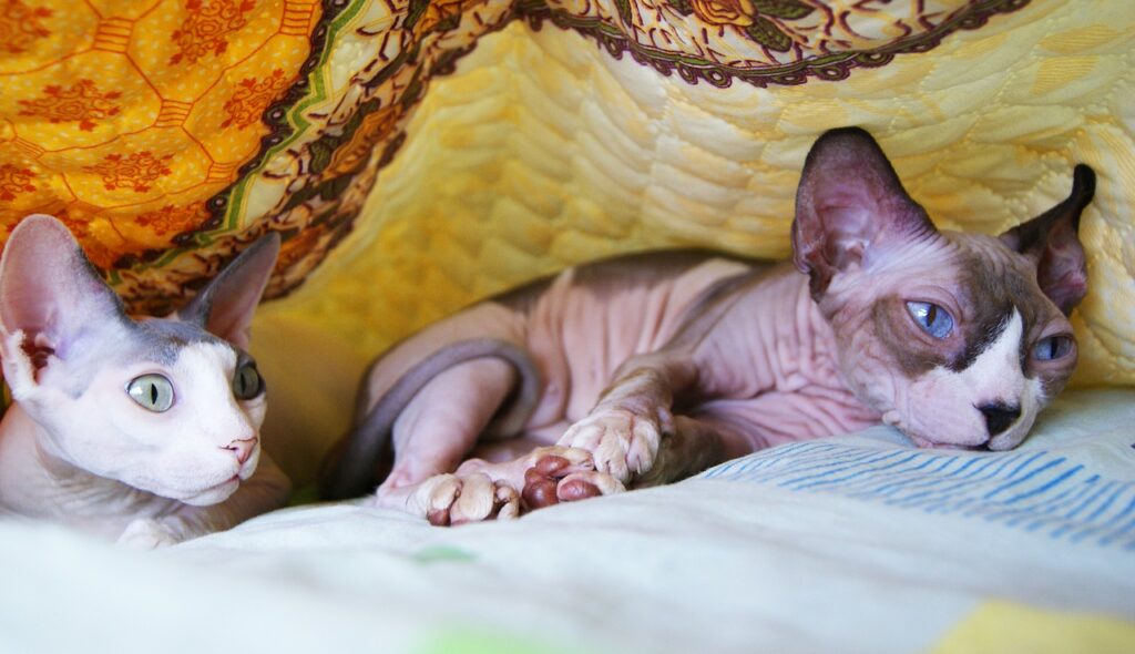 cuccioli di sphynx