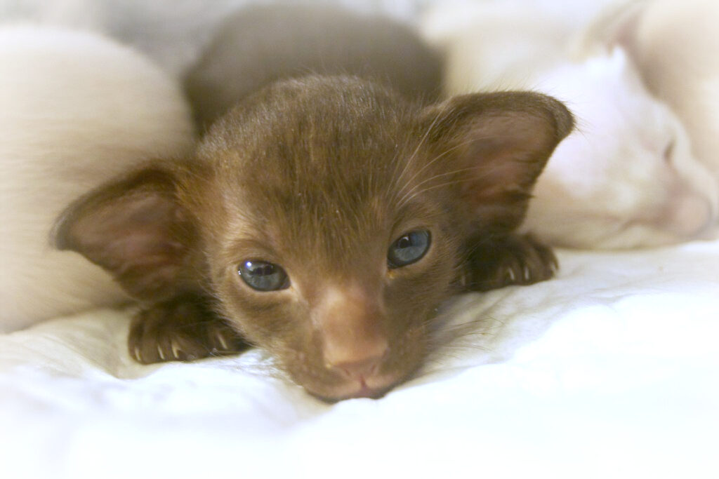 gatto-oriental-shorthair