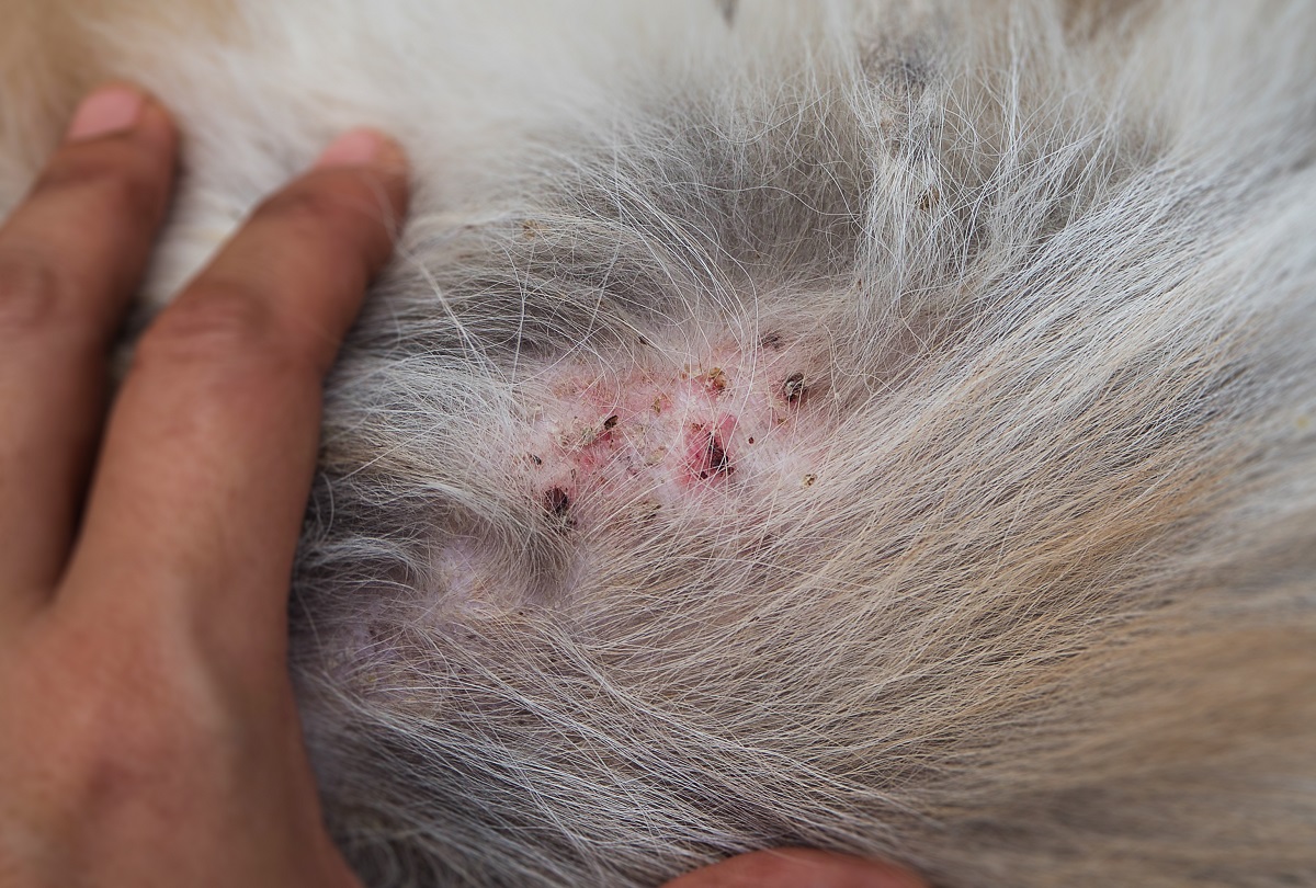 pelle di gatto affetto da dermatite
