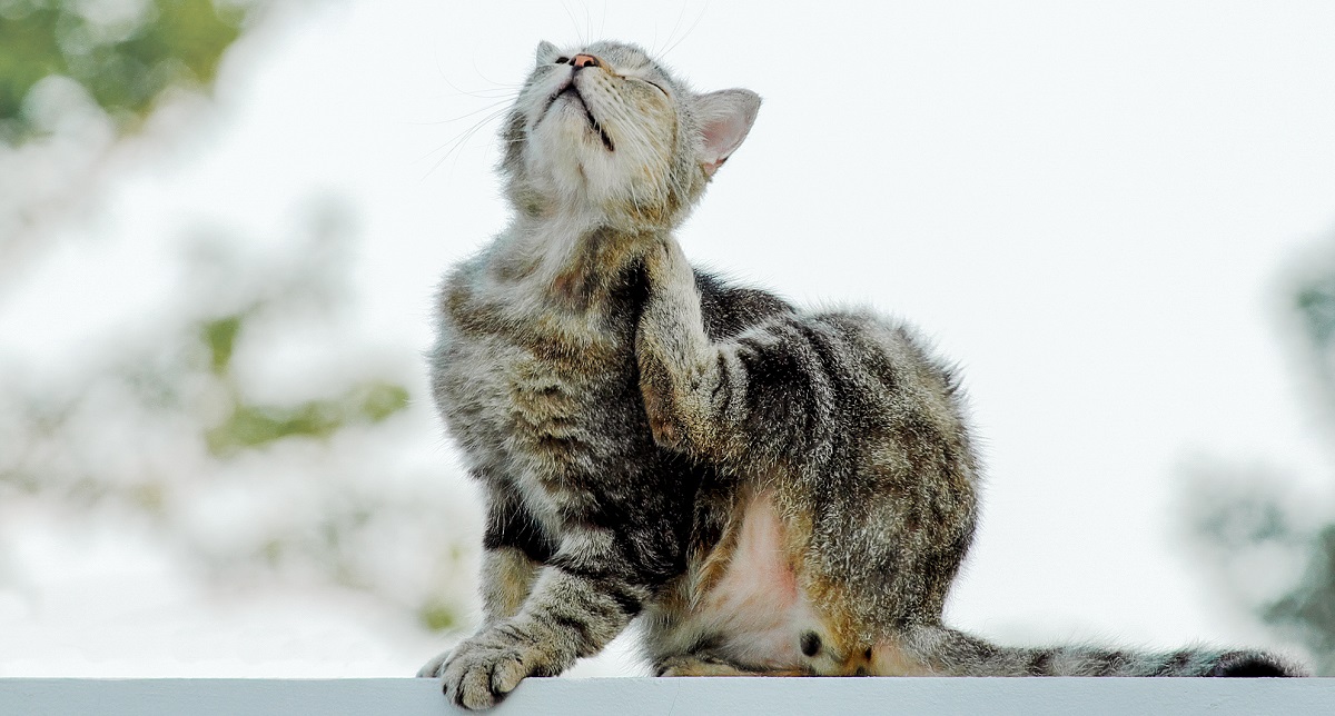 gatto si gratta su ringhiera