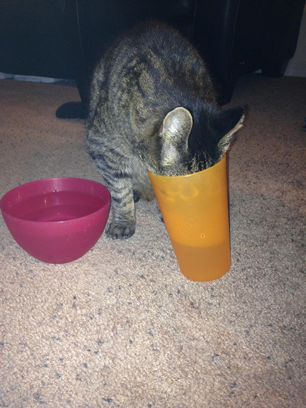 gatto-beve-dal-bicchiere