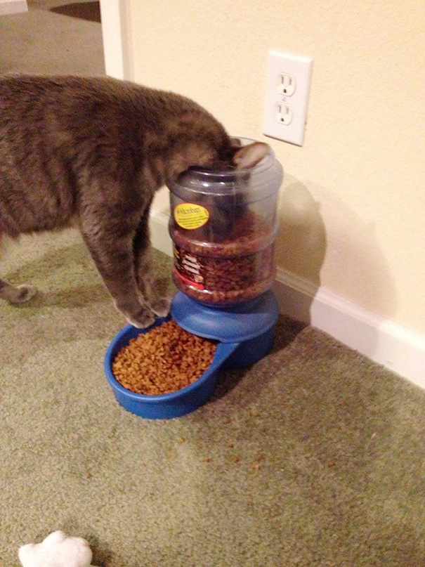 gatto-mangia-da-dispenser