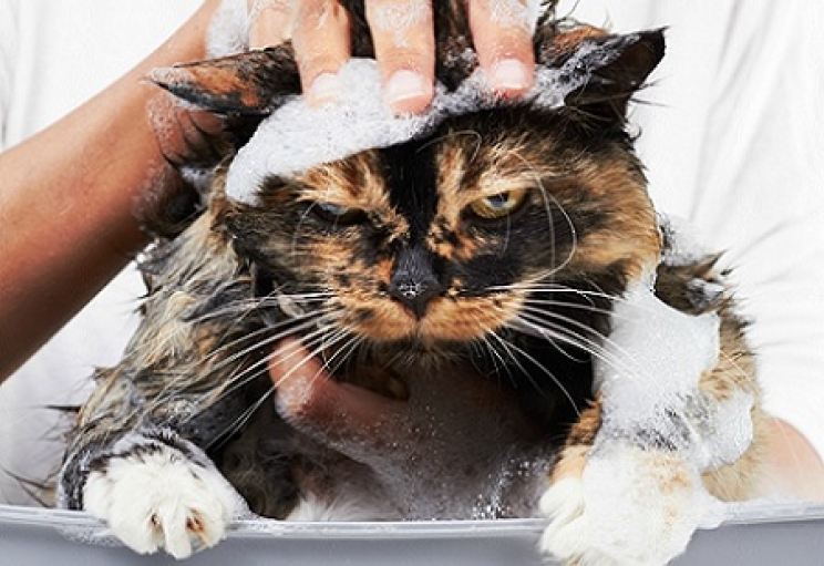 bagno al gatto