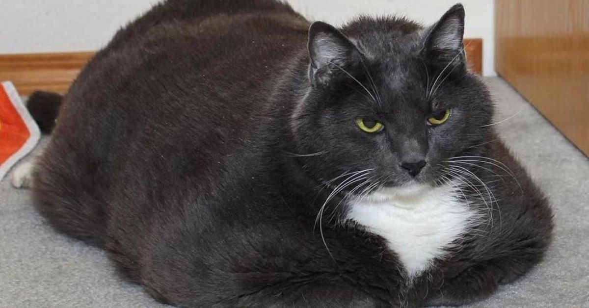 Fatboy: il gatto obeso che ha ritrovato la felicità