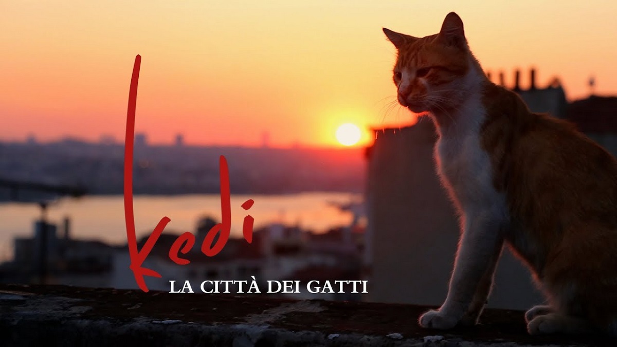 Kedi - gatto sul tetto