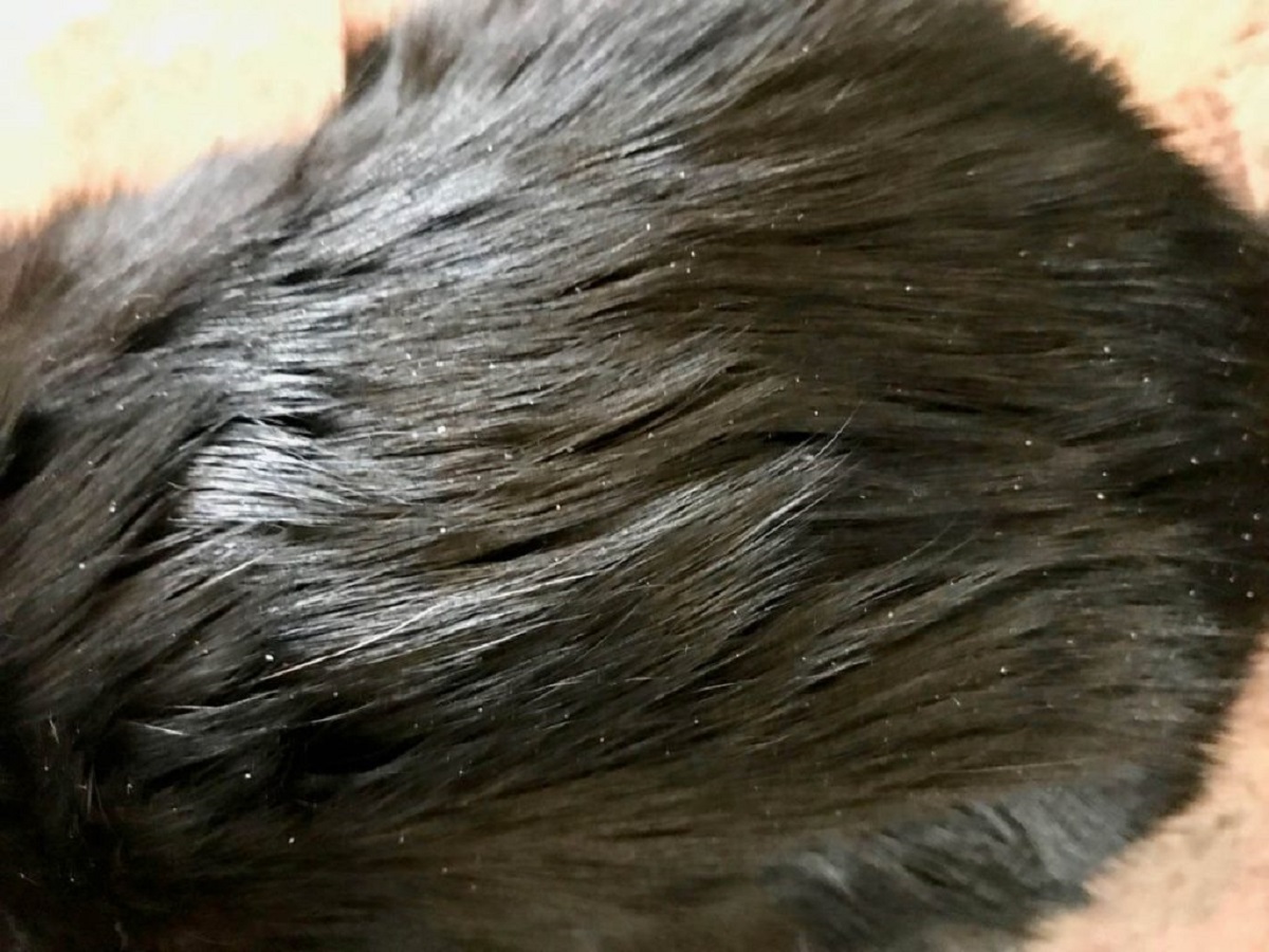 pelo di gatto con forfora