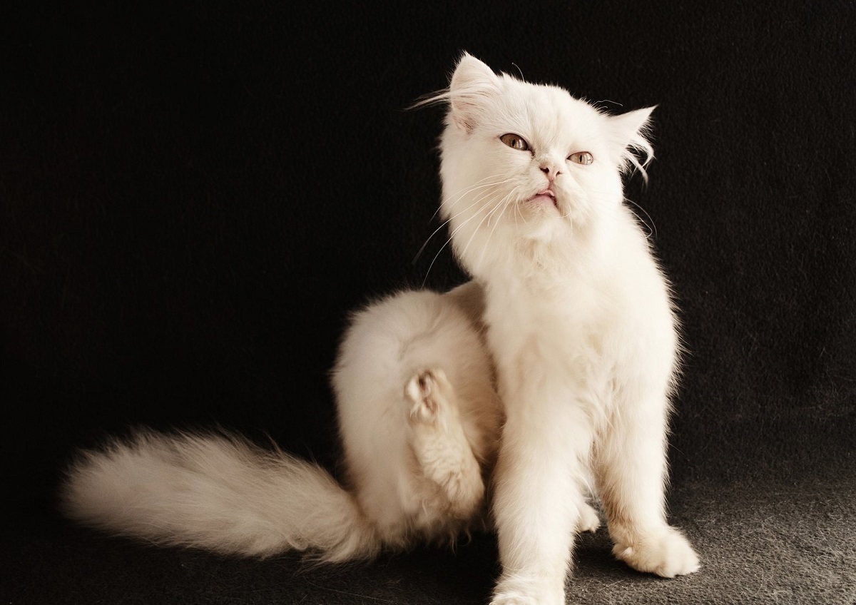 Forfora nel gatto: cause, sintomi e rimedi