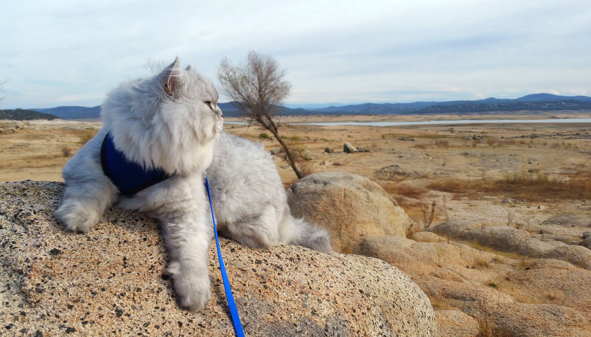 gandalf-gatto-viaggiatore