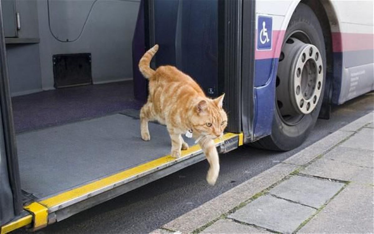 gatto-che-scende-da-autobus