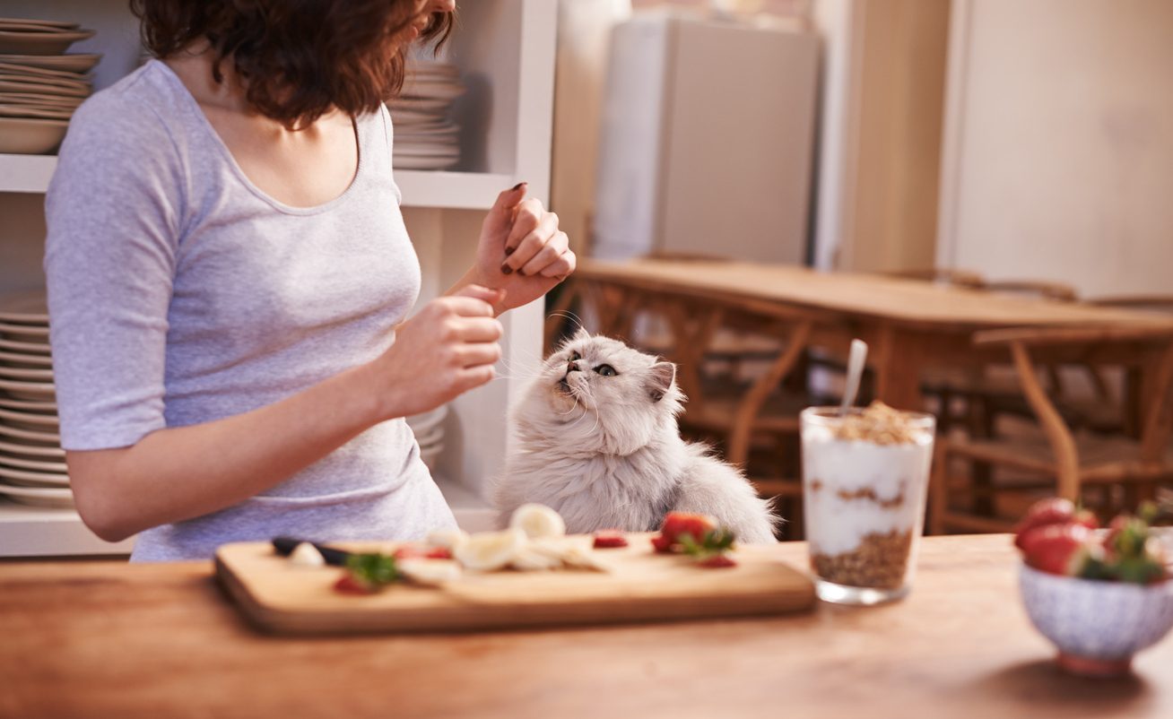 Cioccolato ai gatti: è davvero tossico?