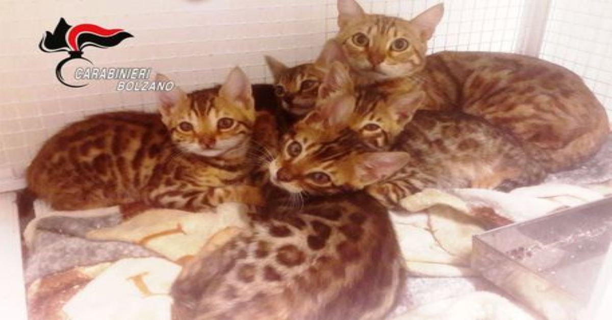 Gatti del Bengala venduti senza autorizzazione: denunciato