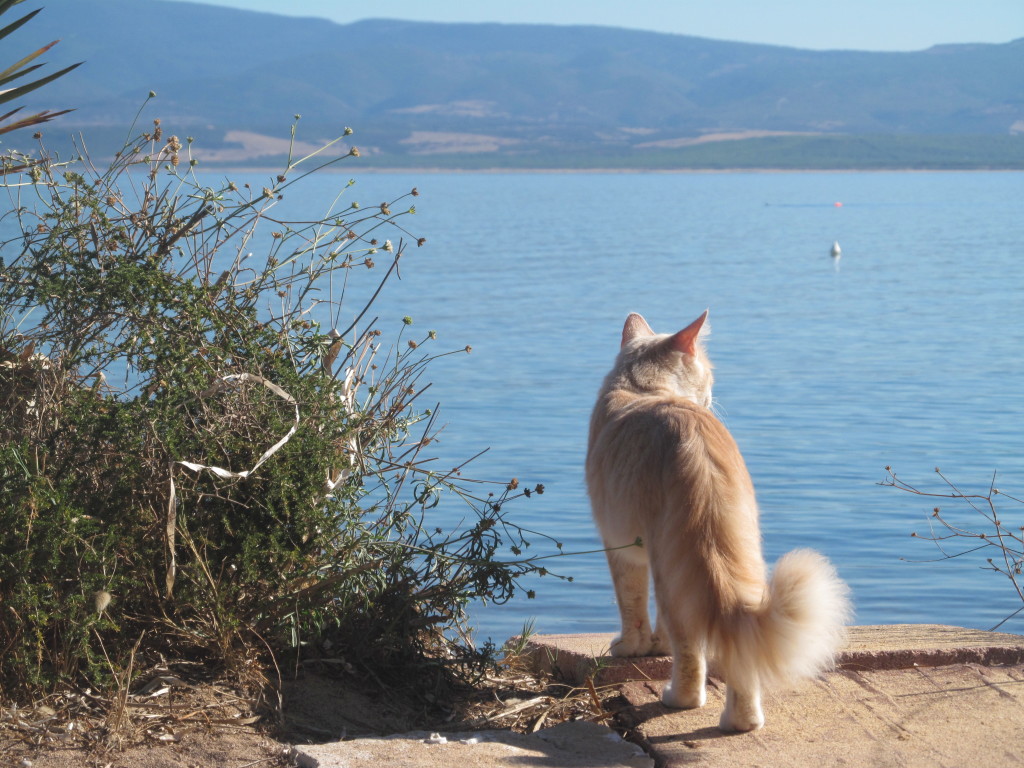 gatto-che-guarda-il-mare