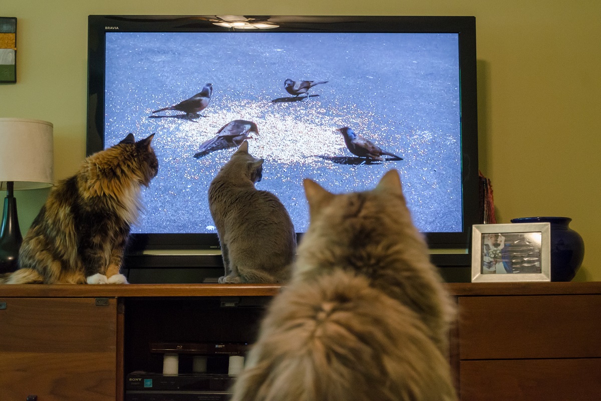 gatti intenti a guardare la tv