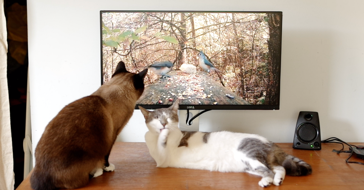 Curiosità: i gatti guardano la televisione? Ecco cosa rispondono gli esperti