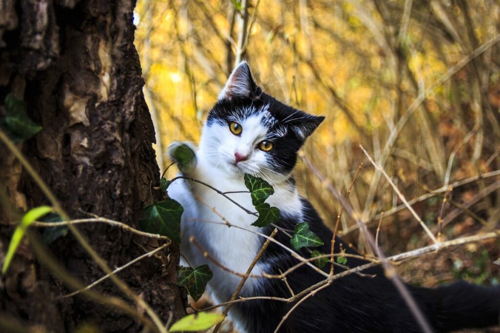 gatto tra gli alberi