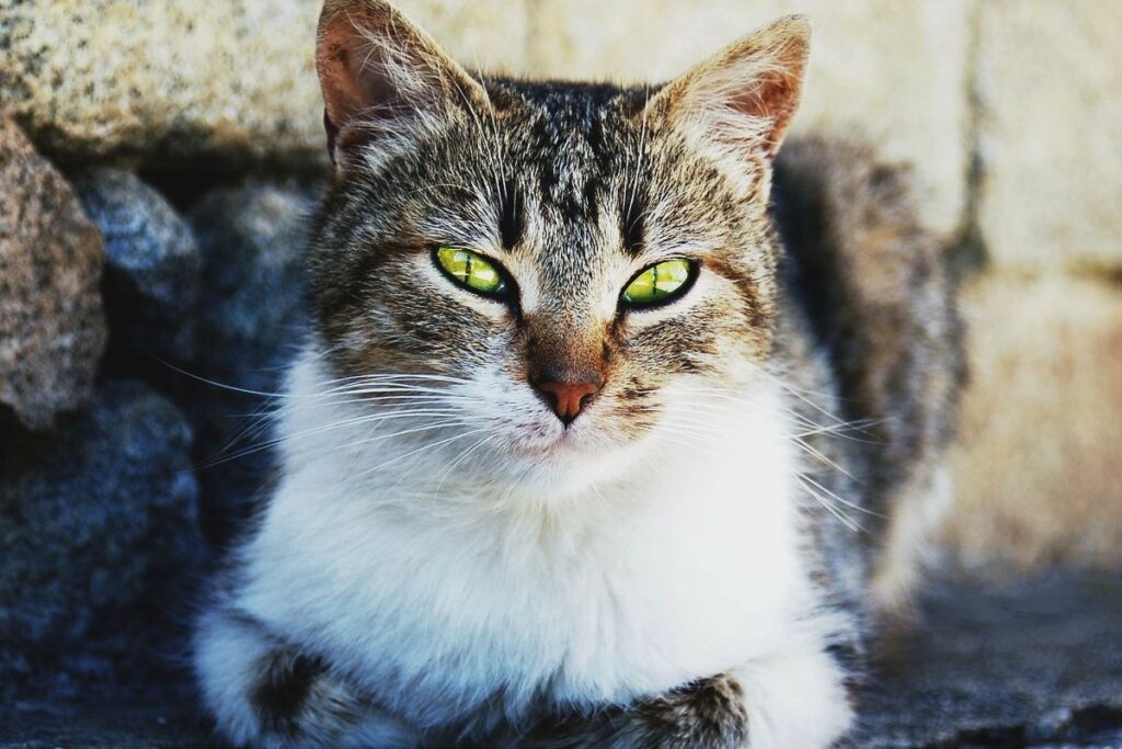 gatto bianco e tigrato