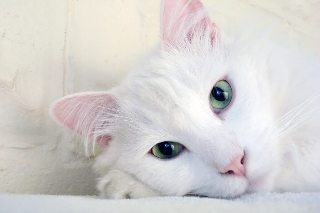 gatto bianco 