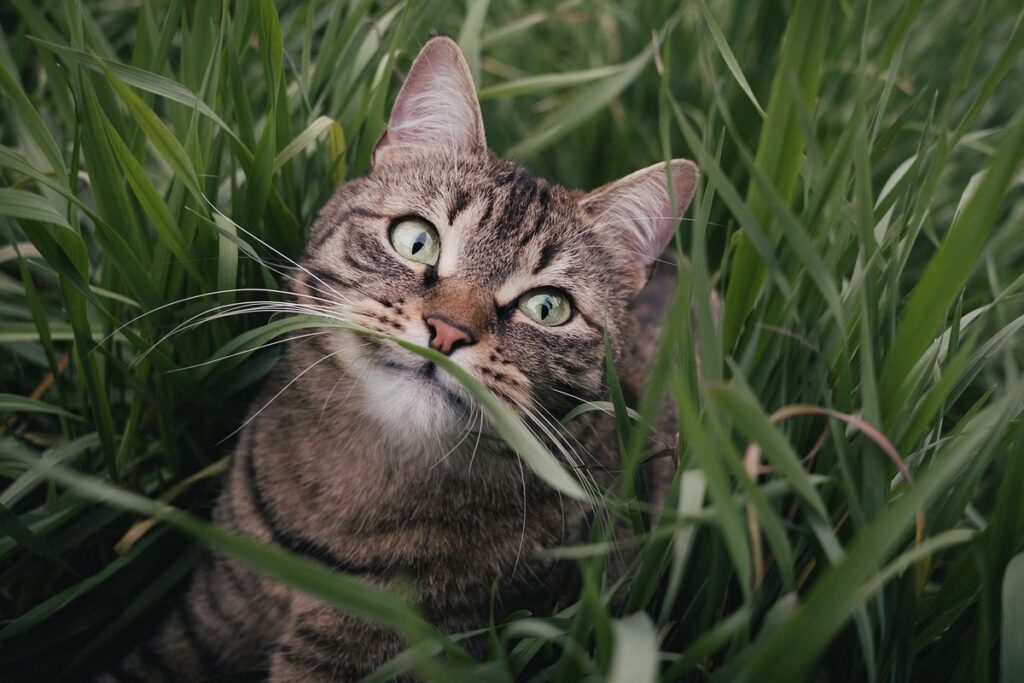 gatto tra l'erba