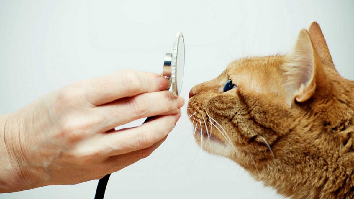 gatto in posa con stetoscopio