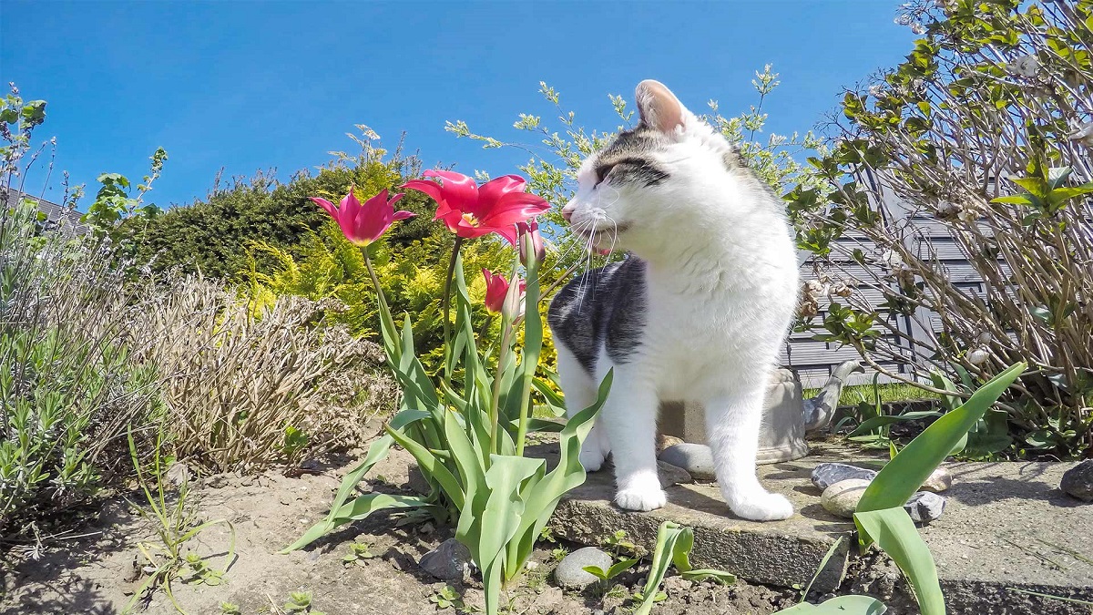 gatto vicino a fiore