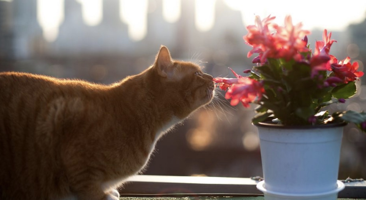gatto annusa fiori rossi