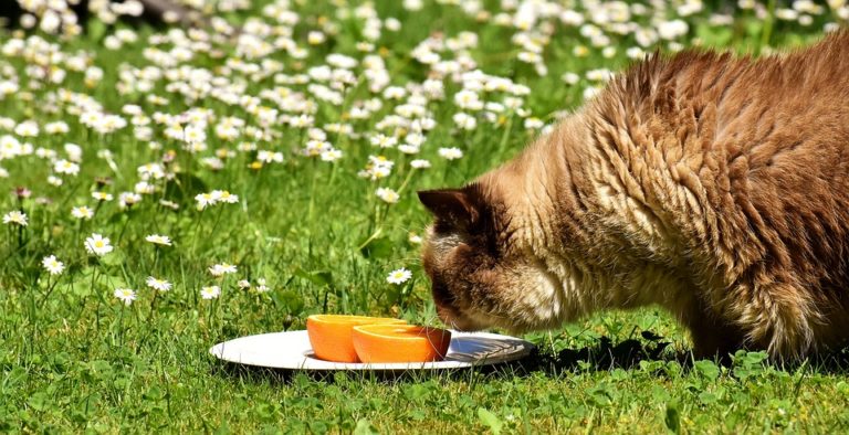 gatto annusa agrumi