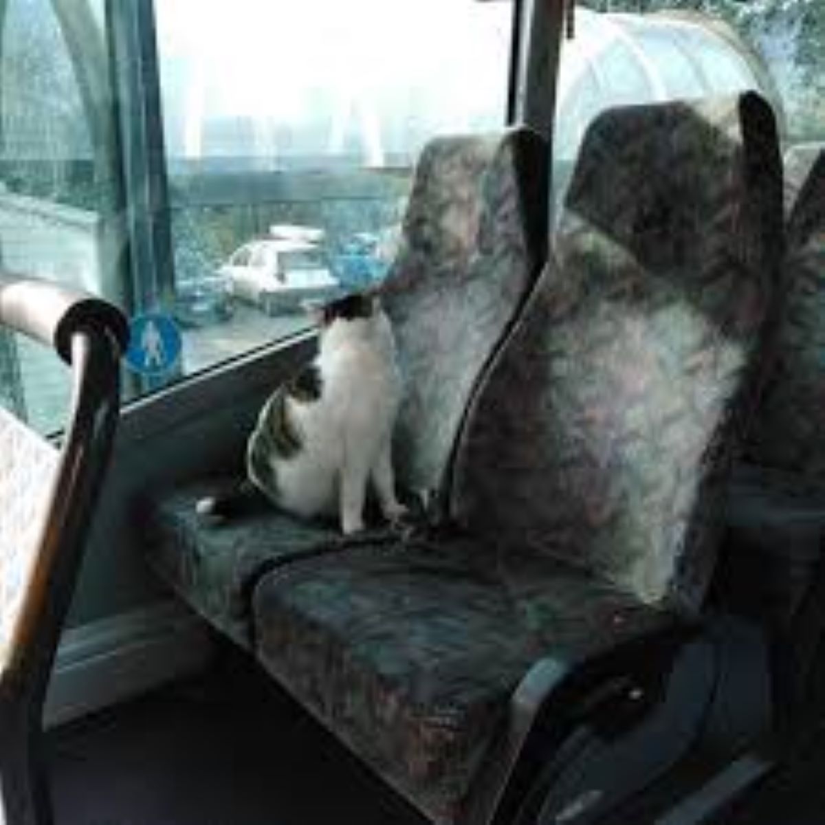 gatto-su-sedile-autobus