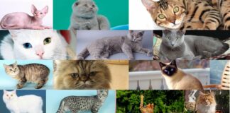 Gatti più costosi del mondo