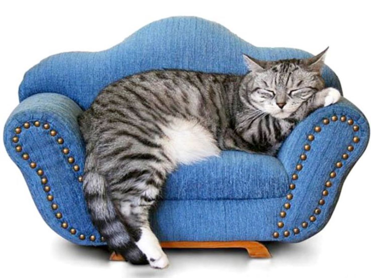 gatto-che-dorme-sul-divano