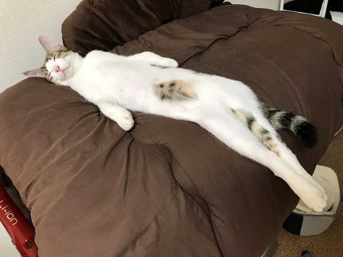 gatto-posizione-strana-sul-letto