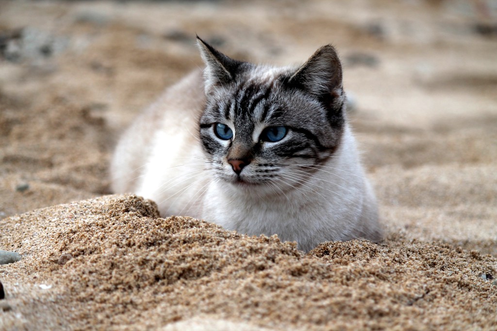 gatto-occhi-blu-sulla-spiaggia