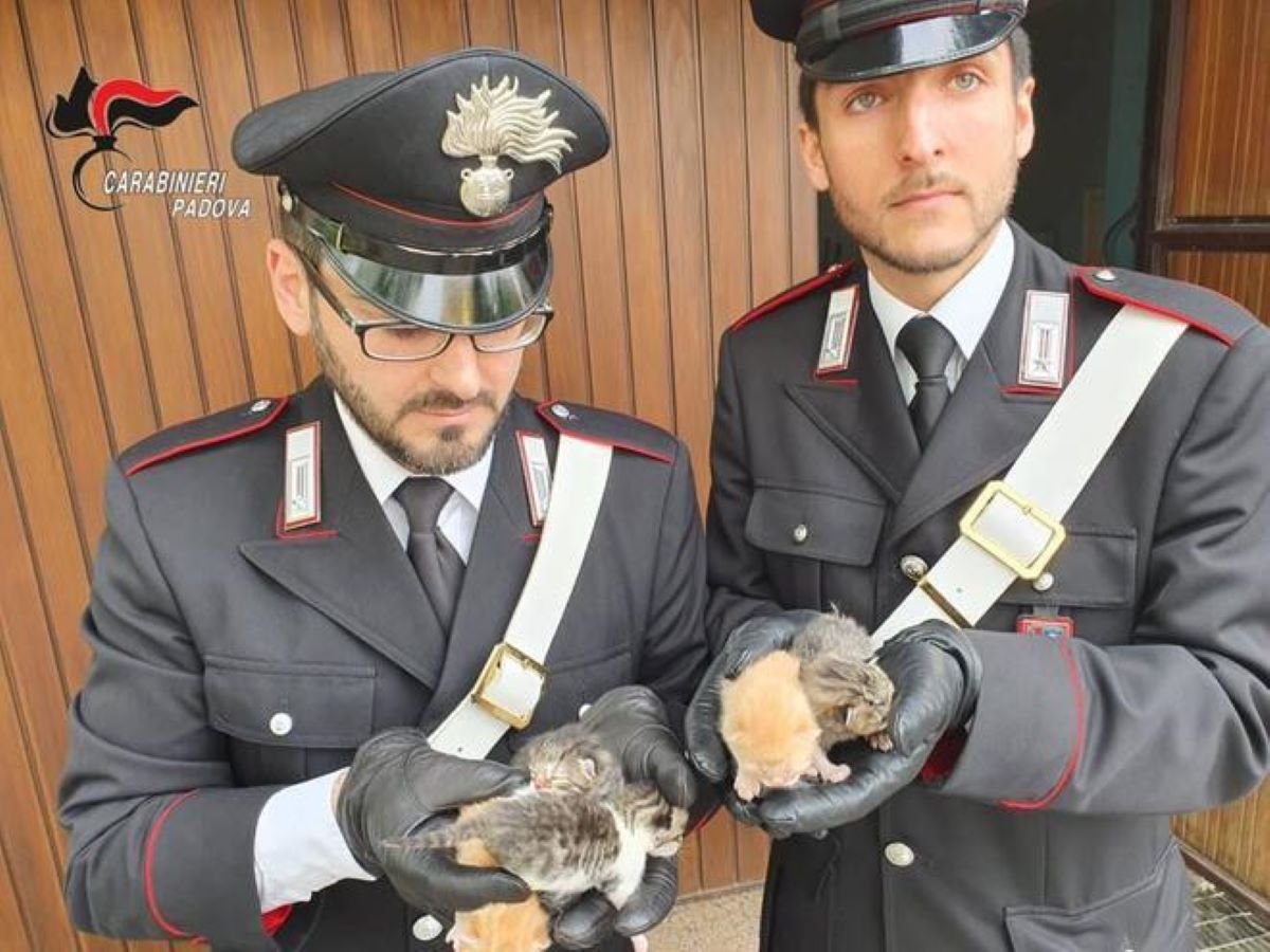 carabinieri-con-gattini