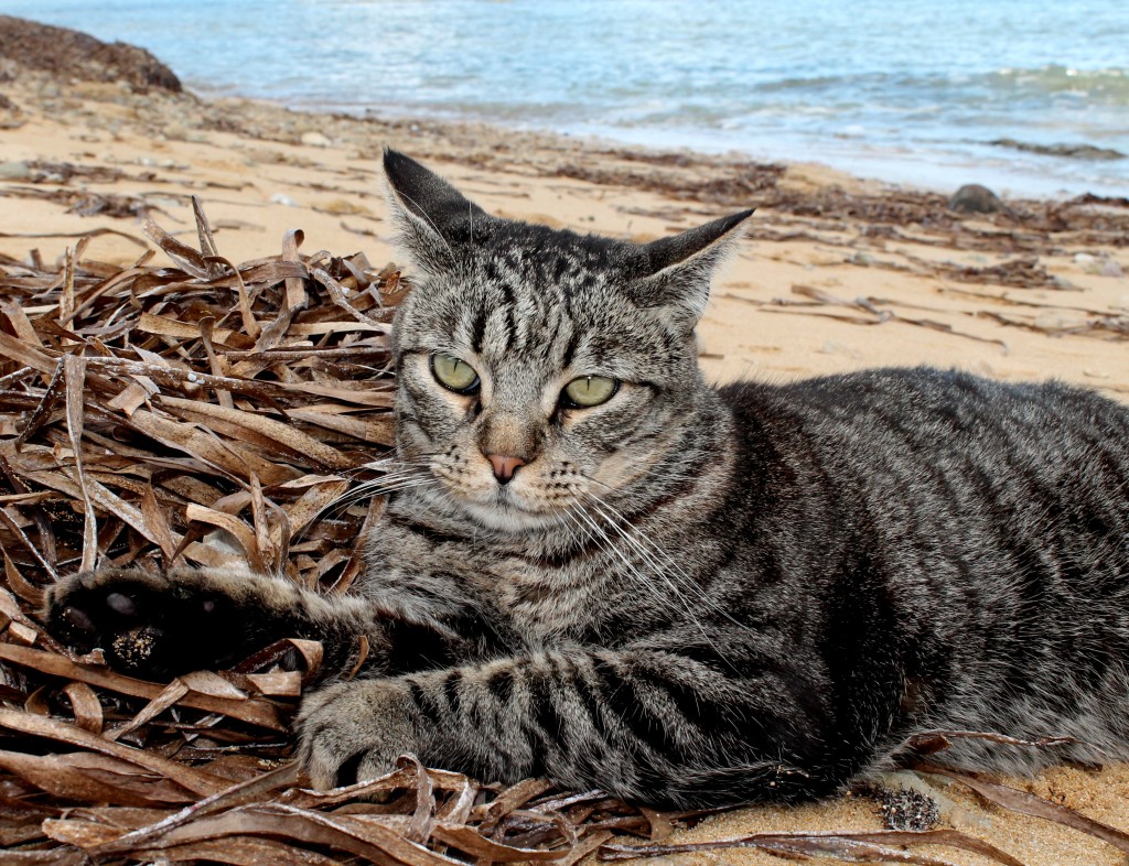 gatti-in-spiaggia