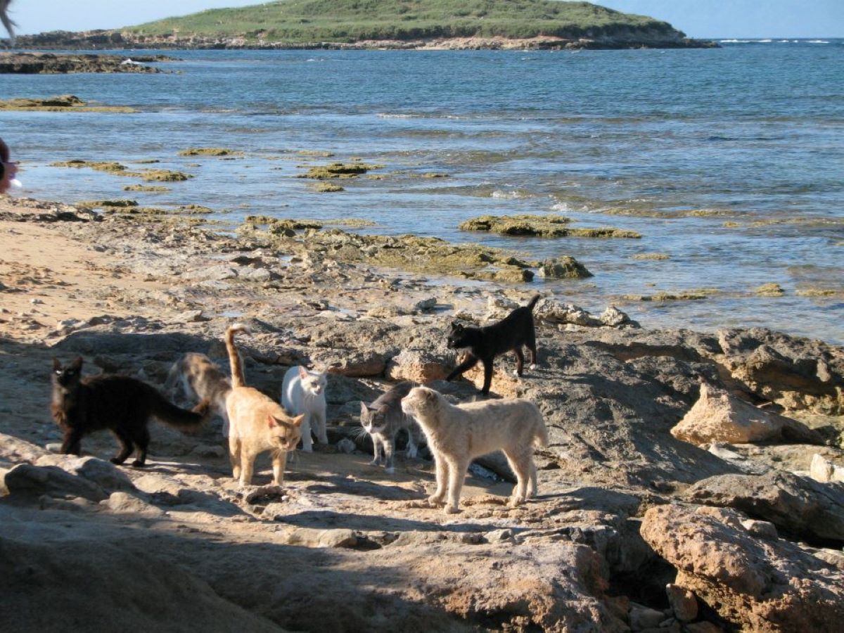 gatti-vicino-al-mare