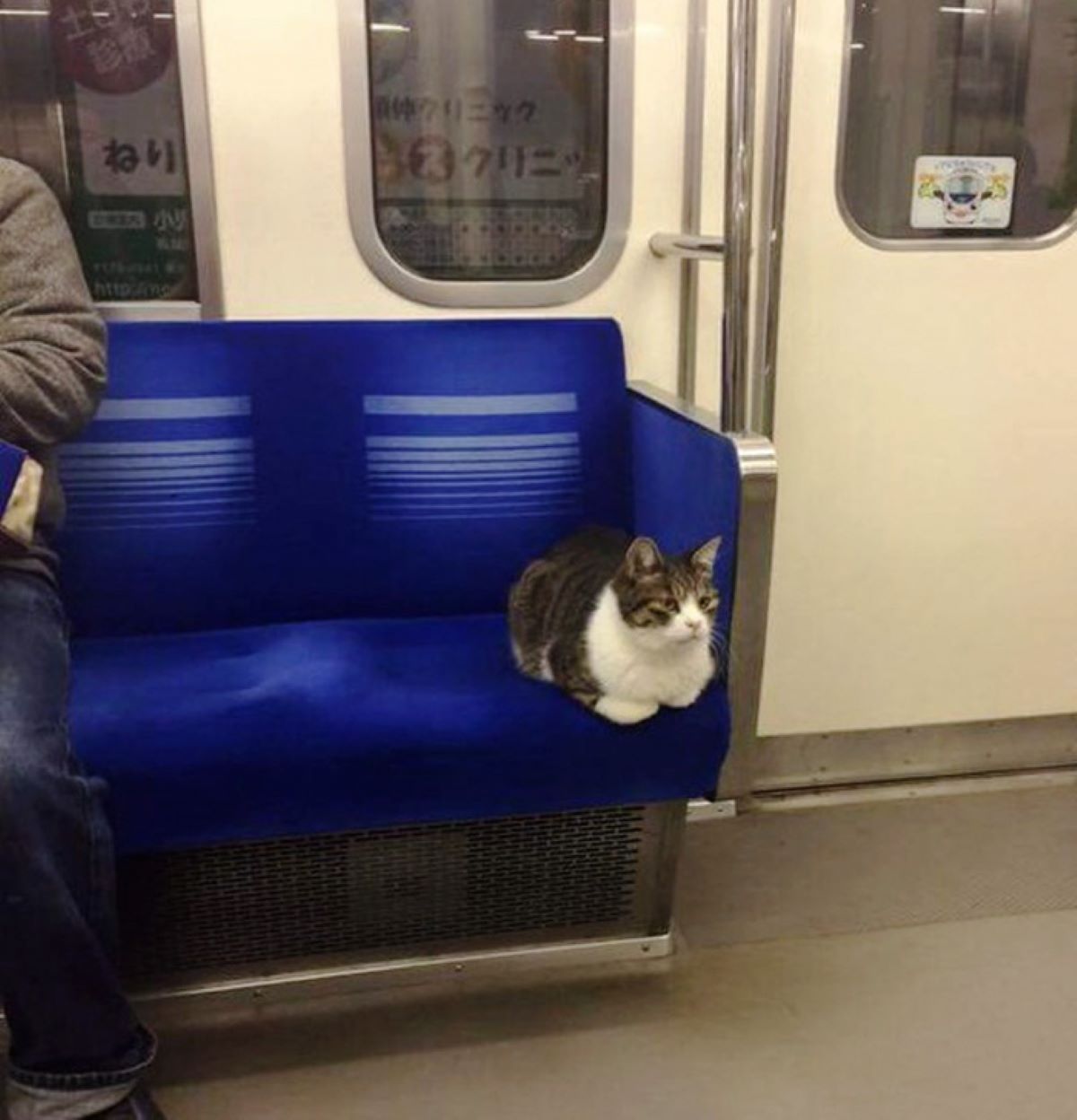 gatto-in-metro