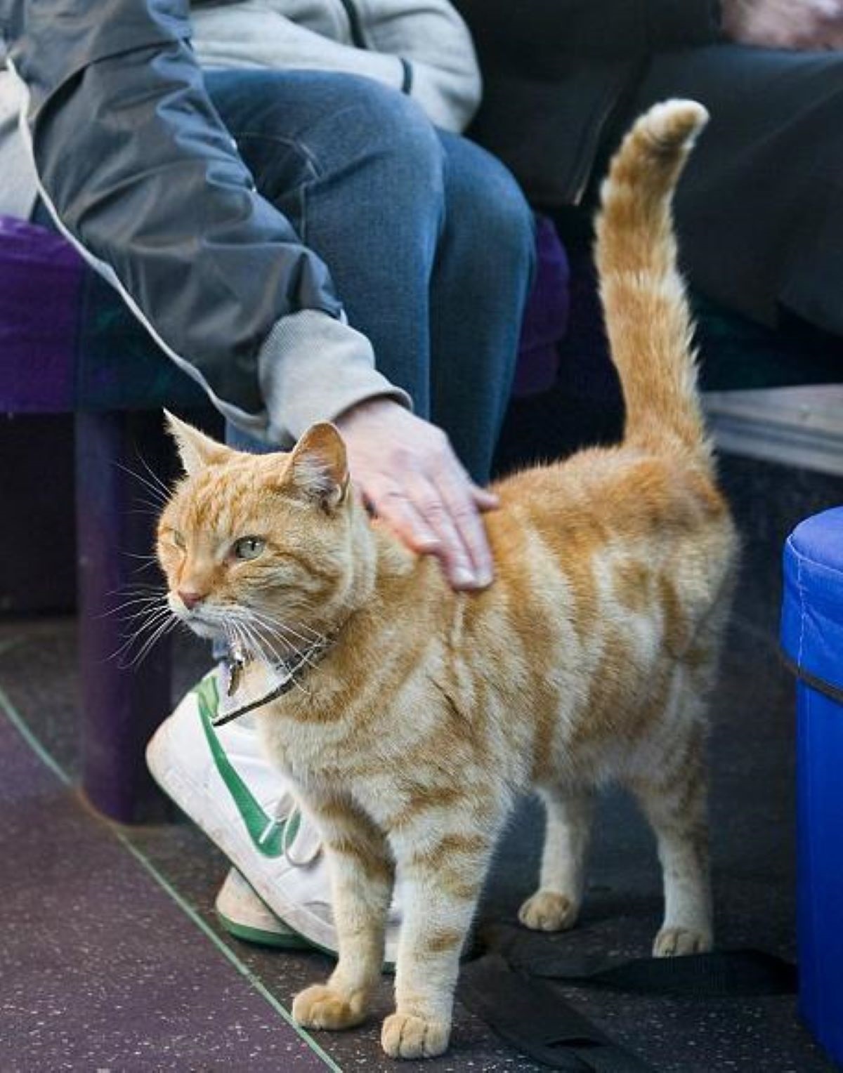 gatto-tigrato-dentro-autobu