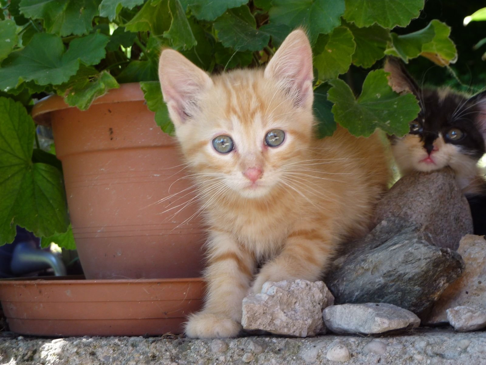 gattino sbuca dal vaso