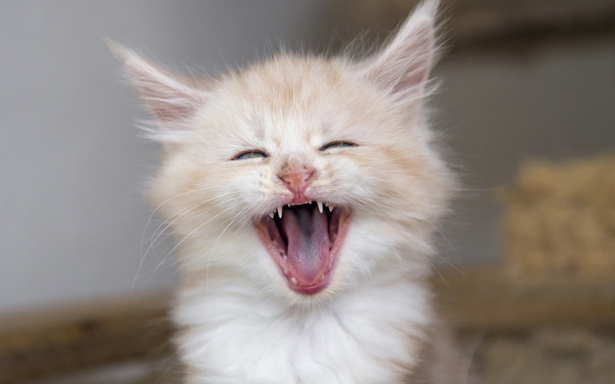 gattino con bocca aperta