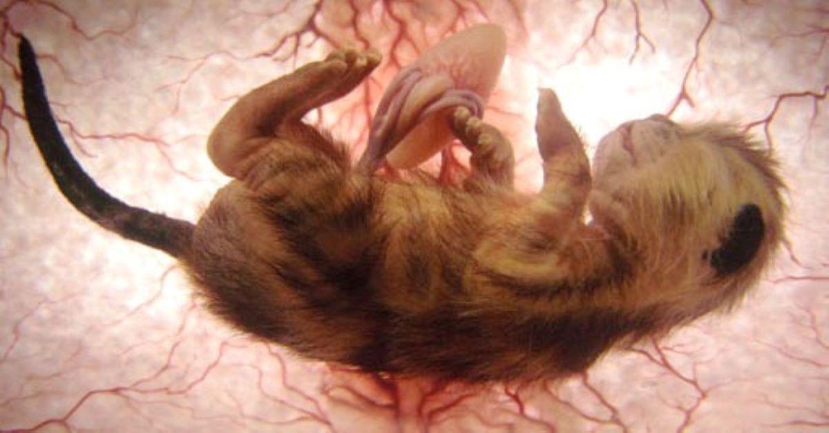 gattino-all'interno-dell'-utero