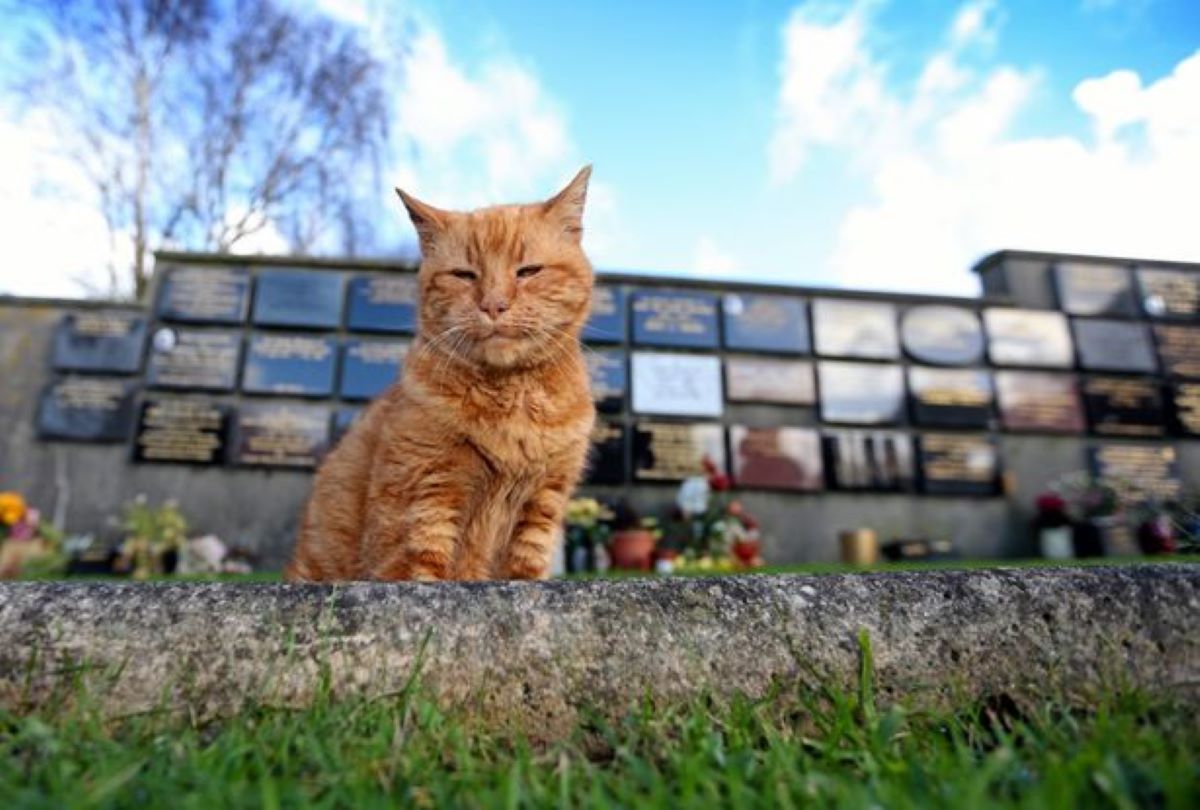 gatto-rosso-in-un-cimitero