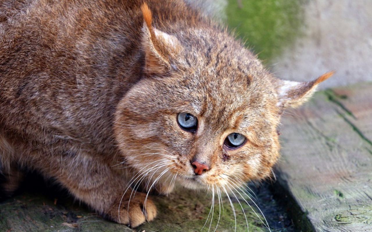 gatto molto spaventato